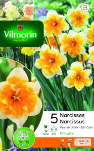 Narcisse Orangery (x5)